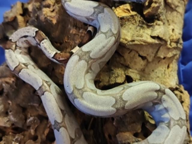 0,1 Boa constrictor amarali Silverback - 1